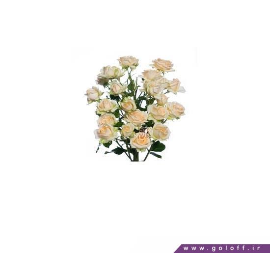 سفارش گل اینترنتی - گل رز مینیاتوری سالینرو - Roses | گل آف